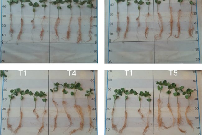 Bactérias do gênero Bacillus podem atuar como promotoras do crescimento da soja?