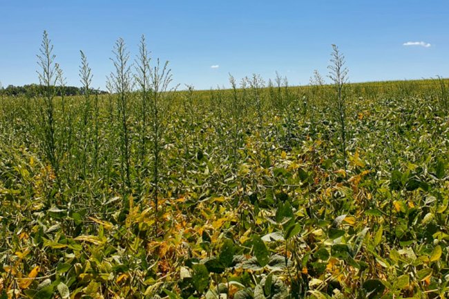 Estudo nacional mostra panorama da resistência de plantas daninhas a herbicidas