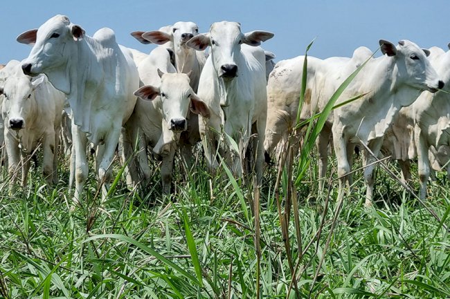 Com integração lavoura-pecuária, novo sistema intensifica a produção animal