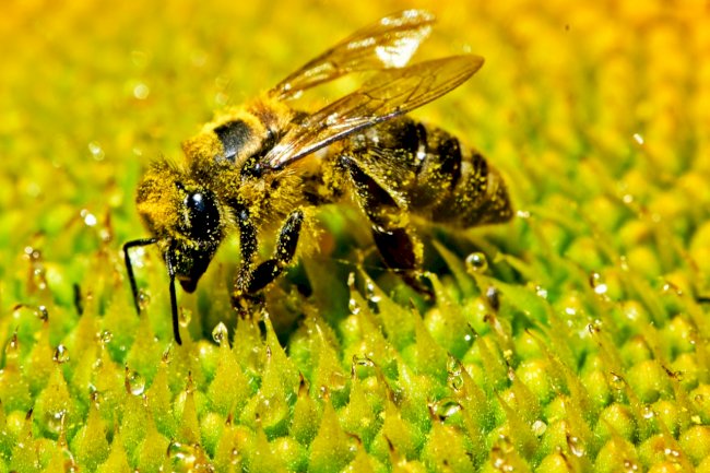 Telefones celulares prejudicam as abelhas?