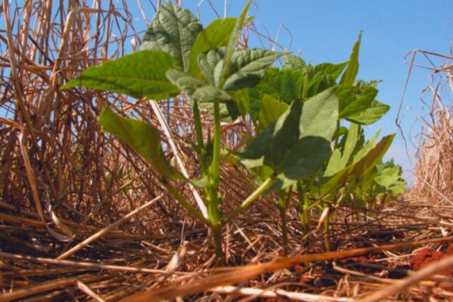 Santa Catarina institui Plano Agricultura de Baixa Emissão de Carbono