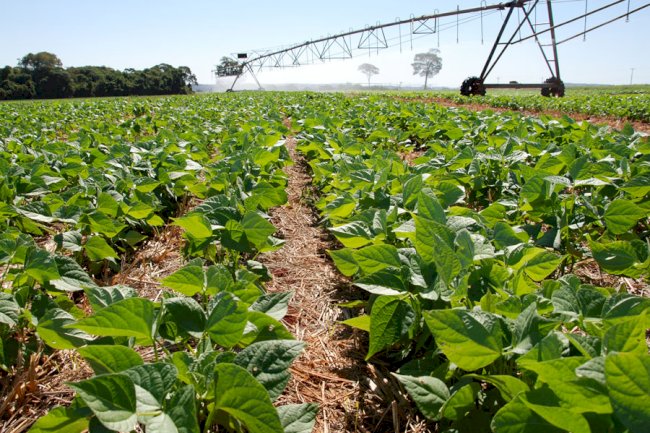 Mudanças climáticas comprometem futuro da produção de feijão no Brasil