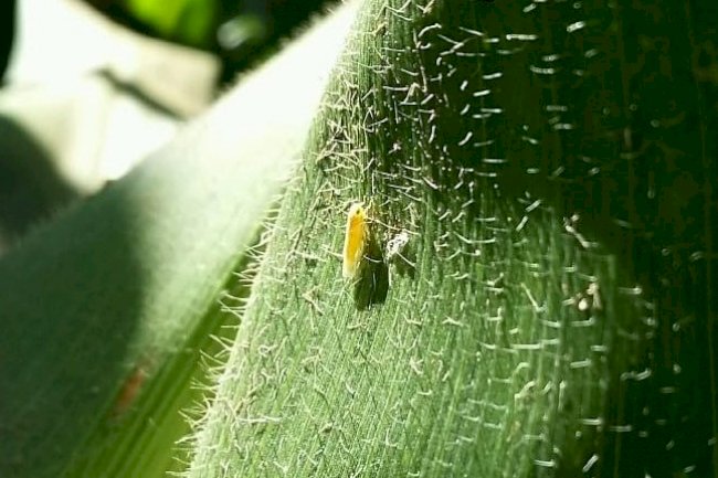 Campanha vai orientar produtores sobre cuidados com a cigarrinha-do-milho