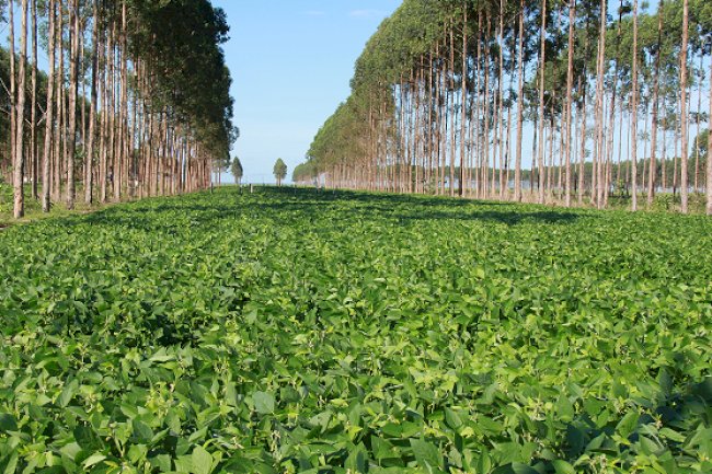 Embrapa seleciona bolsista para projeto sobre balanço de carbono na produção agrícola