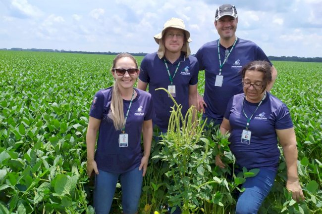 Adapar divulga plano de ação para monitorar planta daninha exótica