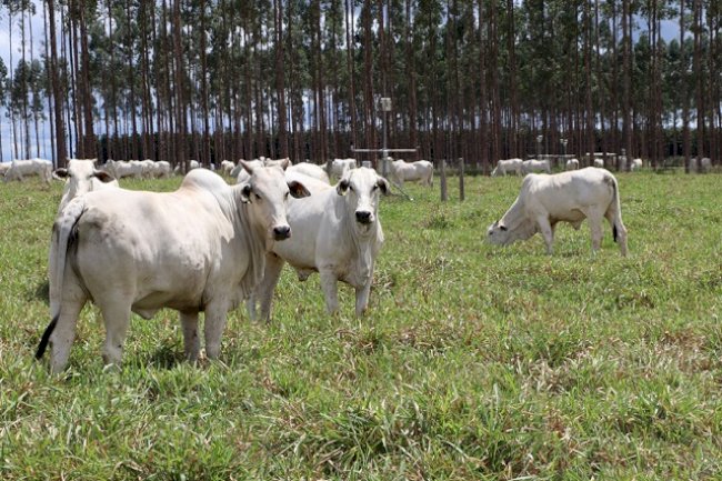 Estudo mostra que pluralidade e redes de inovação caminham juntas rumo à sustentabilidade da agropecuária