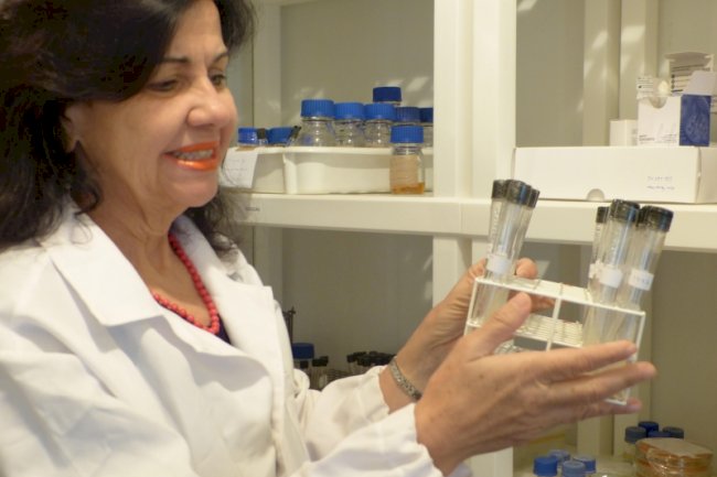 A inoculação de gramíneas com Azospirillum brasiliense é tema de live que acontece nesta quarta, 8