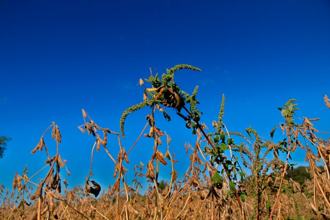 Pesquisas indicam que ILP é capaz de reduzir infestações de caruru na soja