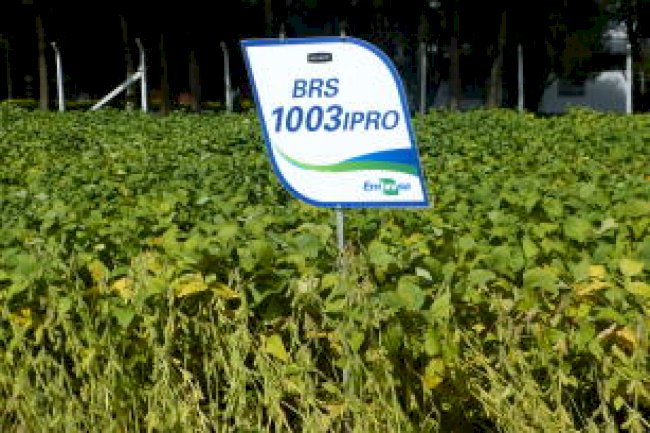 Uma cultivar de soja muito amiga das abelhas