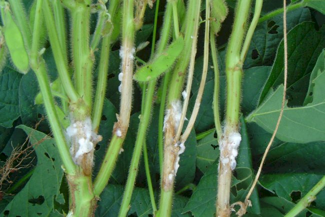 Cepas brasileiras de fungos mostram potencial para controlar o mofo-branco