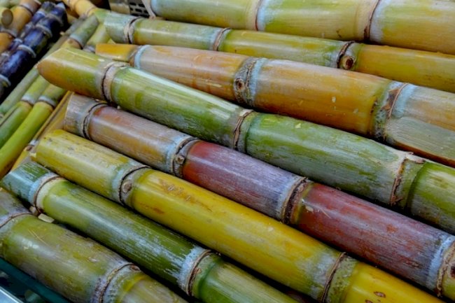 Descoberta pode contribuir para aumentar e baratear a produção do etanol de segunda geração