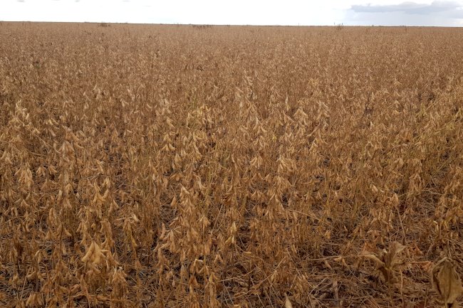 Embrapa lança cultivar de soja resistente à ferrugem