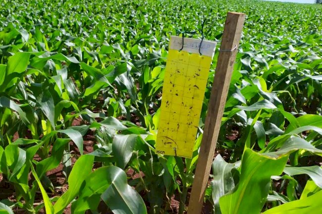 Adapar apresenta ações de controle biológico da cigarrinha do milho