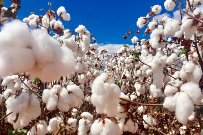 Embrapa Algodão aprova projeto de pesquisa para controle biológico do bicudo