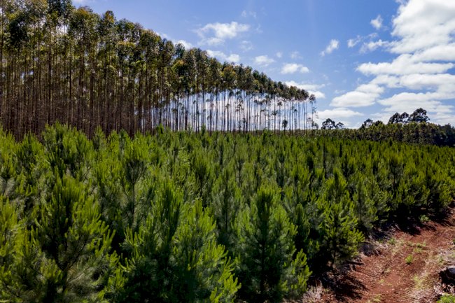 Emissões brasileiras aumentaram em 2022