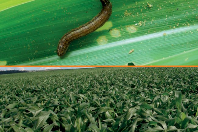 A importância do uso de refúgios