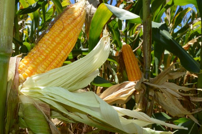 Embrapa 50 anos – Dia Internacional do Milho (24 de abril) e Dia Nacional do Milho (24 de maio)