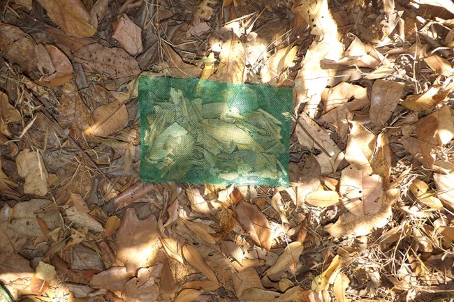 Decomposição de matéria orgânica ajuda na conservação ambiental no Cerrado