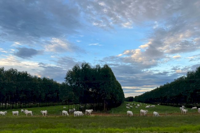 Daqui a pouco: ILPF de altos rendimentos em solos arenosos