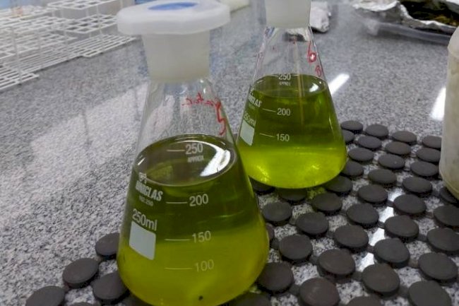 A ciência que ajudou Mato Grosso do Sul a se tornar uma potência do agro