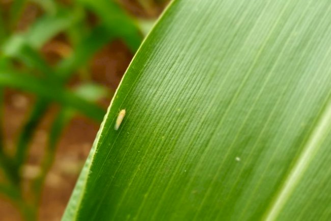 Controle da cigarrinha-do-milho: é hora de erradicar o milho voluntário