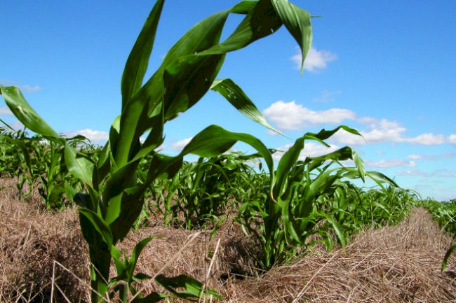 Senado aprova Dia Nacional do Plantio Direto