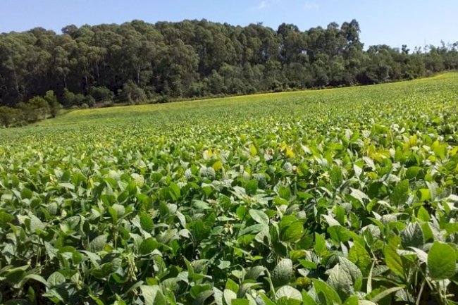 Semana do Meio Ambiente: sistema sustentável de produção de soja e milho da Epagri reduz uso de agrotóxicos