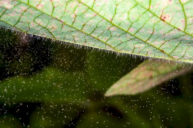Genoma do fungo causador da ferrugem da soja revela pistas para seu controle