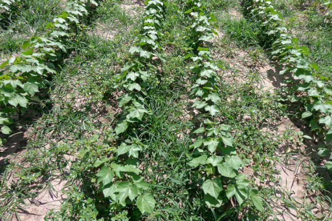 Pesquisadores monitoram resistência de plantas daninhas a herbicidas em Mato Grosso