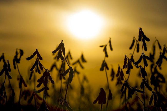 Tecnologias combinadas para enfrentar a seca na soja