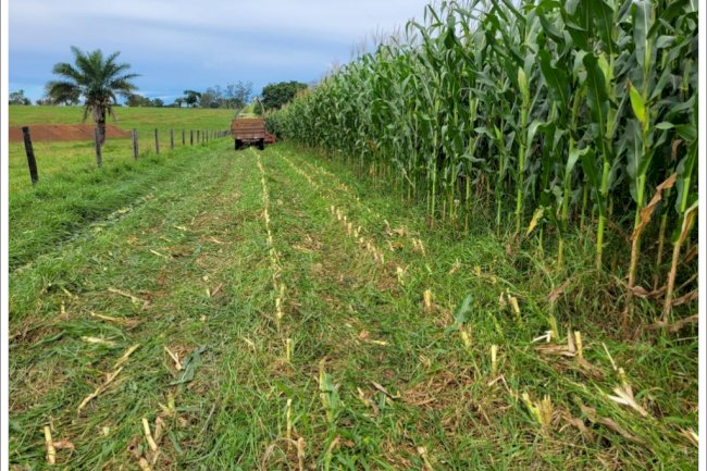 Empaer e ABCZ instalam unidades para recuperação de pastagens degradadas em oito municípios de MT