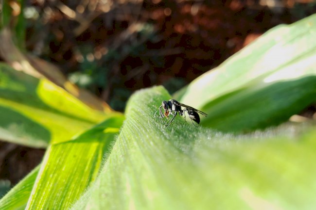 Pragas agrícolas: aplicativo facilita identificação de inimigos naturais