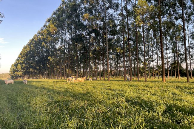 Presença de árvores melhora qualidade da pastagem