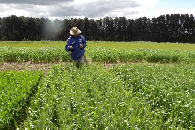 Planejamento para definir a adubação nitrogenada no trigo