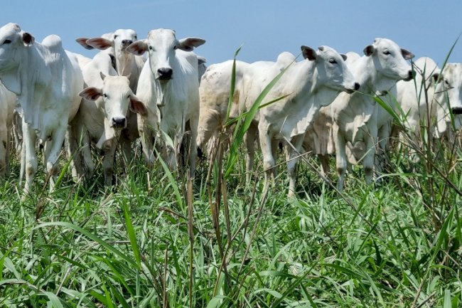 Seminário discutirá impactos socioeconômicos da recuperação de pastagens em Mato Grosso