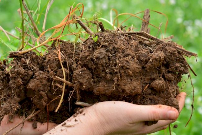 Solos Floripa 2023: simpósio no dia 1 de agosto aborda inovações no ensino da ciência do solo