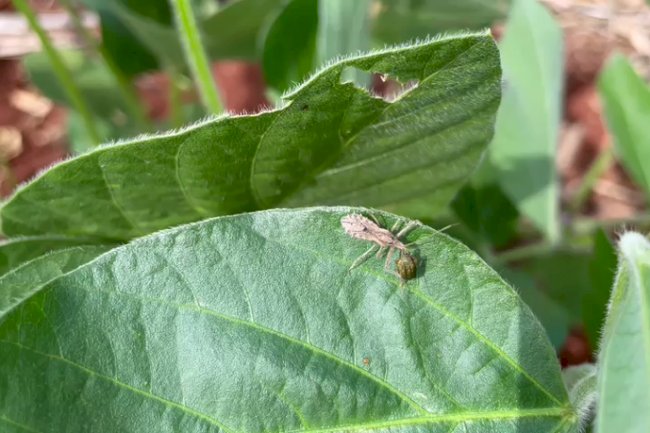 Seminários comemoram os resultados de dez anos do Manejo Integrado de Pragas e Doenças