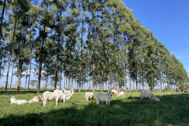 Projeções apontam que clima impactará PIB e agricultura no CO e NE em 2040