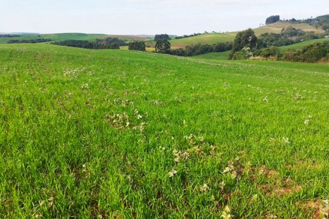 Portaria federal reforça alerta da Adapar sobre importância do vazio sanitário da soja