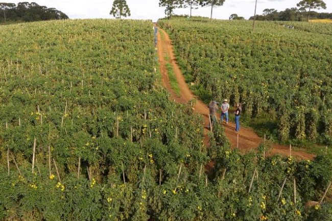 Uso consciente de fertilizantes cria caminho sustentável para a produção de hortaliças em SC