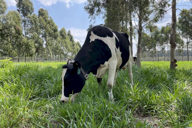 Tecnologias para produção de leite de baixo carbono serão apresentadas na Expoforest