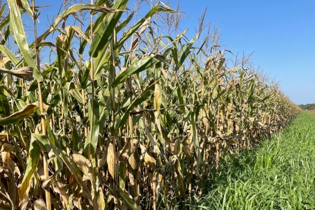 Evento técnico nacional de milho safrinha alia produtividade e preservação