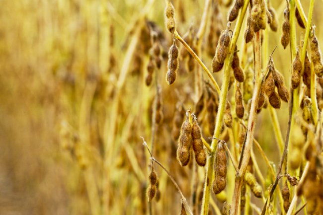 Reunião de Pesquisa de Soja debate rumos da sojicultora nacional em Londrina