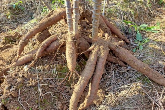 Epagri avalia 10 variedades de mandioca de mesa produzidas em SPDH