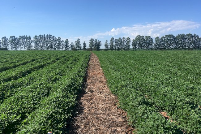 Pesquisas do IAC apontam oito razões para plantar amendoim direto na palha