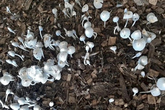 EPAMIG integra projeto de agricultura regenerativa em fazendas de milho e soja de Goiás