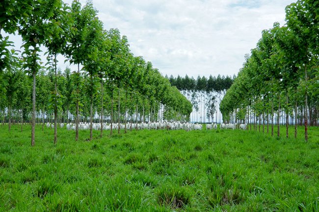 Pesquisa desenvolve técnicas para produção de teca em sistemas ILPF