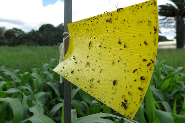 Processo de fabricação de nanocompósito para liberação controlada é patenteado