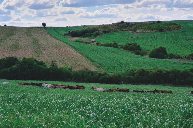 Sistema que integra lavoura e pecuária alia produtividade e sustentabilidade no Pampa