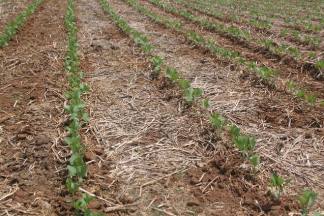Impactos da onda de calor no plantio da soja